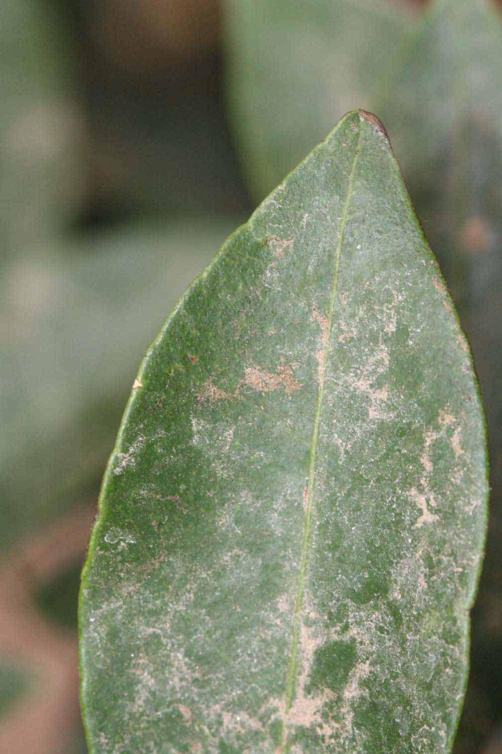              Margin (Riverside, CA)       